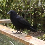 Northwestern Crow